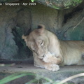 20090423 Singapore Zoo  33 of 97 